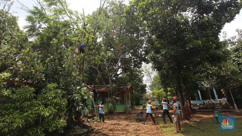 Sejumlah relawan dibantu para guru sekolah alam saat melakukan evakuasi pohon tumbang akibat puting beliung di Depok, Jawa Barat, Rabu 22 September 2021. Kawasan Depok dilanda hujan angin hingga hujan es di daerah Beji, Kota Depok kemarin (21/9) sore. Akibat hujan angin di Depok, pohon tumbang pun tak bisa dielakkan. Berdasarkan data Pemadam Kebakaran (Damkar), setidaknya ada enam lokasi pohon tumbang di Depok. Sejumlah relawan hingga kini mengevakuasi potongan pohon yg menimpa bagian yang rusak  kanopi. Akibat kejadian tersebut proses kegiatan belajar mengajar untuk sementara diberhentikan. Salah satu guru di sekolah alam, Ode mengatakan tidak ada korban jiwa. Kerugian hanya materil dan  pohon yang menimpa atap sekolah. (CNBC Indonesia/ Muhammad Sabki)
