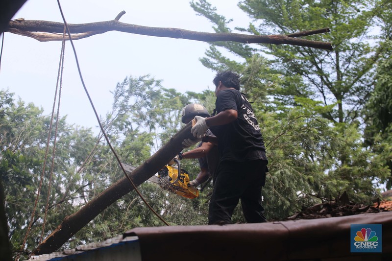 Puting beliung akibat curah hujan tinggi di Depok Sejumlah relawan dibantu para guru sekolah alam saat melakukan evakuasi pohon tumbang akibat puting beliung di Depok, Jawa Barat, Rabu 22 September 2021. Kawasan Depok dilanda hujan angin hingga hujan es di daerah Beji, Kota Depok kemarin (21/9) sore. Akibat hujan angin di Depok, pohon tumbang pun tak bisa dielakkan. Berdasarkan data Pemadam Kebakaran (Damkar), setidaknya ada enam lokasi pohon tumbang di Depok. Sejumlah relawan hingga kini mengevakuasi potongan pohon yg menimpa bagian yang rusak kanopi. Akibat kejadian tersebut proses kegiatan belajar mengajar untuk sementara diberhentikan. Salah satu guru di sekolah alam, Ode mengatakan tidak ada korban jiwa. Kerugian hanya materil dan pohon yang menimpa atap sekolah. (CNBC Indonesia/ Muhammad Sabki)