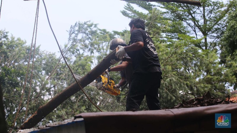 Sejumlah relawan dibantu para guru sekolah alam saat melakukan evakuasi pohon tumbang akibat puting beliung di Depok, Jawa Barat, Rabu 22 September 2021. Kawasan Depok dilanda hujan angin hingga hujan es di daerah Beji, Kota Depok kemarin (21/9) sore. Akibat hujan angin di Depok, pohon tumbang pun tak bisa dielakkan. Berdasarkan data Pemadam Kebakaran (Damkar), setidaknya ada enam lokasi pohon tumbang di Depok. Sejumlah relawan hingga kini mengevakuasi potongan pohon yg menimpa bagian yang rusak  kanopi. Akibat kejadian tersebut proses kegiatan belajar mengajar untuk sementara diberhentikan. Salah satu guru di sekolah alam, Ode mengatakan tidak ada korban jiwa. Kerugian hanya materil dan  pohon yang menimpa atap sekolah. (CNBC Indonesia/ Muhammad Sabki)
