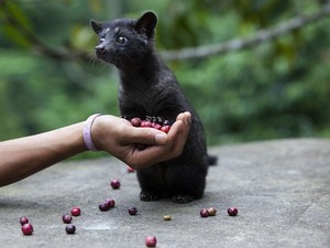 Kopi Luwak Masuk Daftar 6 Kopi Terlangka di Dunia, Ada Apa Saja?