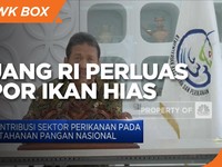 Punya Keunikan Jenis, Peluang RI Perluas Ekspor Ikan Hias