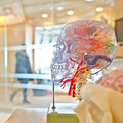 Ga Usah ke Dokter, Aplikasi Ini Bisa Deteksi Stroke!