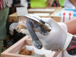 Sederet Fakta Kura-kura Leher Ular Rote yang Terancam Punah