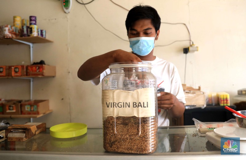 Rokok linting atau linting dewe (tingwe). Danil penjaga toko tembakau melinting rokok tembakau di ruko kawasan Ciputat, Tangerang Selatan, Jumat, 24/9. Penjualan rokok linting kini semakin diminati masyarakat, tidak hanya kalangan tua, tetapi juga oleh anak muda. Geliat rokok linting atau linting dewe (tingwe) yang dulunya dianggap lama, sekarang dapat bersaing dengan eksistensi rokok elektrik (vape). Danil mengatakan usaha menjual tembakau ini mulai sejak 2017 di Depok.
