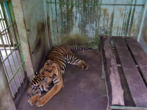 Mohon Perhatiannya Walkot Bobby, Medan Zoo Tidak Baik-baik Saja