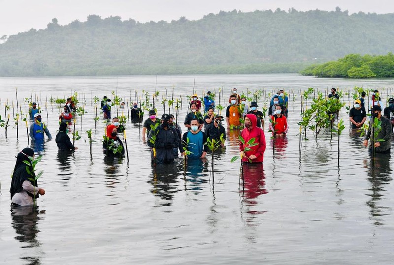 Presiden Joko Widodo menanam Mangrove bersama masyarakat di Batam. (Dok: Biro Pers Sekretariat Presiden) Presiden Joko Widodo menanam Mangrove bersama masyarakat di Batam. (Dok: Biro Pers Sekretariat Presiden)