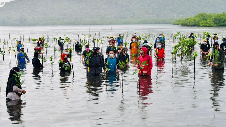 Presiden Joko Widodo menanam Mangrove bersama masyarakat di Batam. (Dok: Biro Pers Sekretariat Presiden)
