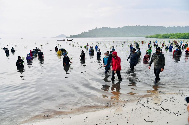 Presiden Joko Widodo menanam Mangrove bersama masyarakat di Batam. (Dok: Biro Pers Sekretariat Presiden)
