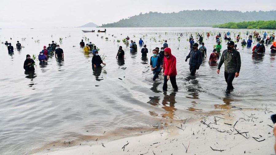 Presiden Joko Widodo menanam Mangrove bersama masyarakat di Batam. (Dok: Biro Pers Sekretariat Presiden)