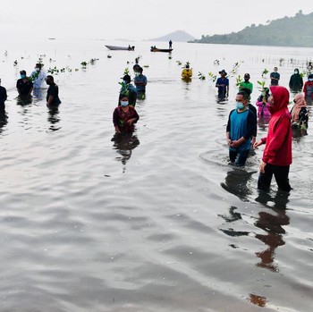 Gaya Jokowi 'Nyemplung' Menanam Mangrove di Kepulauan Riau