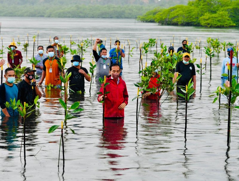 Presiden Joko Widodo menanam Mangrove bersama masyarakat di Batam. (Dok: Biro Pers Sekretariat Presiden) Presiden Joko Widodo menanam Mangrove bersama masyarakat di Batam. (Dok: Biro Pers Sekretariat Presiden)