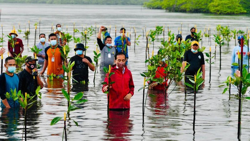 Presiden Joko Widodo menanam Mangrove bersama masyarakat di Batam. (Dok: Biro Pers Sekretariat Presiden)