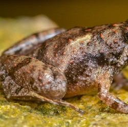 RI Temukan Spesies Baru! Katak Bermulut Sempit