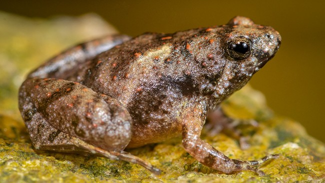 Ribuan Katak Mendadak Meledak, Isi Perut Mental 1 Meter