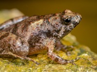 RI Temukan Spesies Baru! Katak Bermulut Sempit