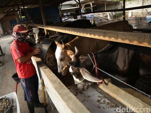 Harga Sapi di Tingkat Produsen Naik, Jadi Segini Per Kilogram