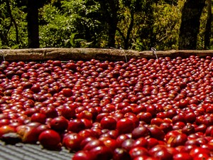 Kopi Single Origin Punya Keunikan, Indonesia Punya 7 Jenis Unggulan