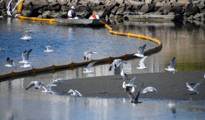 CALIFORNIA-OILSPILL/ A fish swims under oil slicks in the Talbert Channel after a major oil spill off the coast of California has come ashore in Huntington Beach, California, U.S. October 3, 2021. REUTERS/Gene Blevins TPX IMAGES OF THE DAY