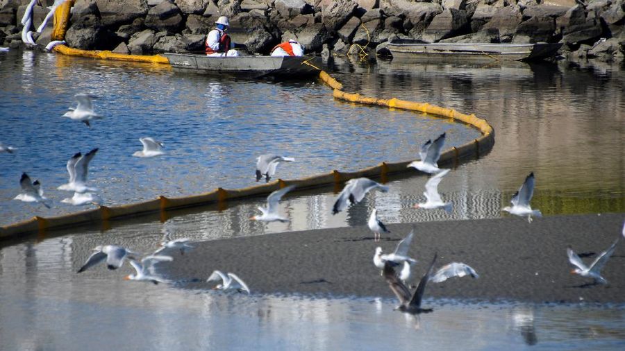 A fish swims under oil slicks in the Talbert Channel after a major oil spill off the coast of California has come ashore in Huntington Beach, California, U.S. October 3, 2021. REUTERS/Gene Blevins     TPX IMAGES OF THE DAY