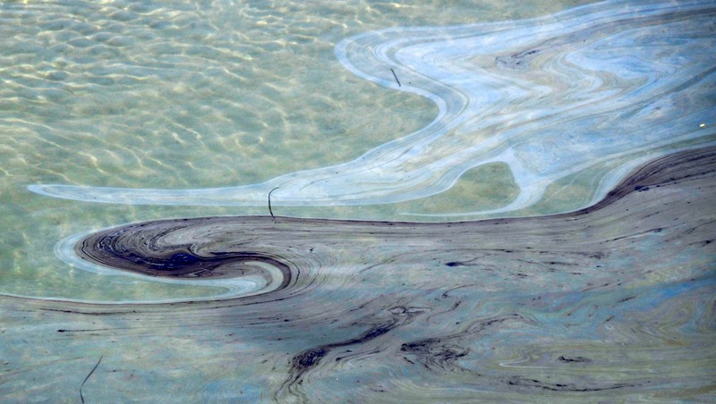 CALIFORNIA-OILSPILL/ A fish swims under oil slicks in the Talbert Channel after a major oil spill off the coast of California has come ashore in Huntington Beach, California, U.S. October 3, 2021. REUTERS/Gene Blevins TPX IMAGES OF THE DAY