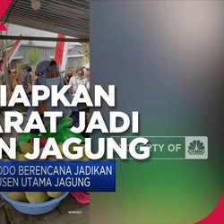Jokowi Siapkan Papua Barat Jadi Produsen Utama Jagung
