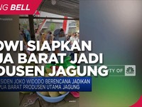 Jokowi Siapkan Papua Barat Jadi Produsen Utama Jagung