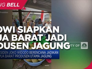 Jokowi Siapkan Papua Barat Jadi Produsen Utama Jagung