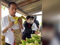Saat Jokowi Menikmati Jagung di Kabupaten Sorong
