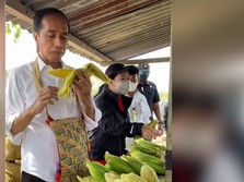 Saat Jokowi Menikmati Jagung di Kabupaten Sorong