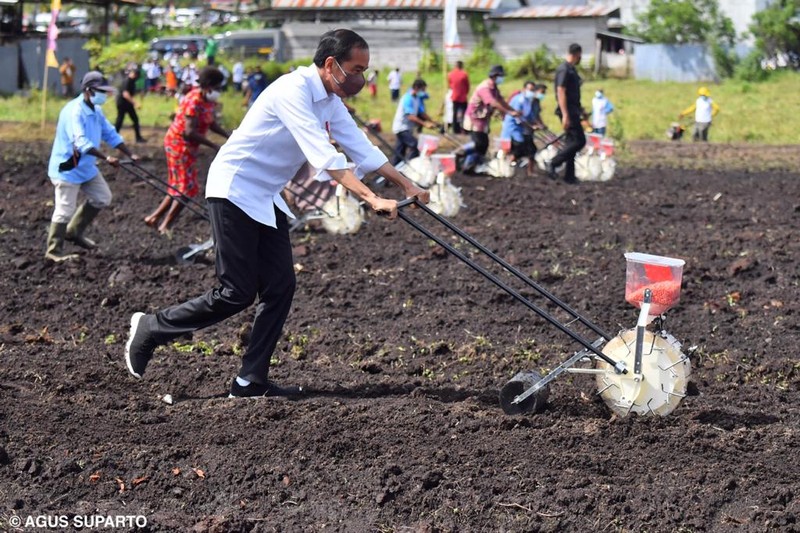 Presiden Jokowi berada di lokasi Tani Maju Makmur, Jln. Rajawali, Keluarahan Klamalu, Kecamatan Aimas, Kabupaten Sorong Papua Barat untuk melakukan penanaman benih jagung didampingi oleh Petani. Senin (4/10/2021). (Setpres-Agus Suparto) Presiden Jokowi berada di lokasi Tani Maju Makmur, Jln. Rajawali, Keluarahan Klamalu, Kecamatan Aimas, Kabupaten Sorong Papua Barat untuk melakukan penanaman benih jagung didampingi oleh Petani. Senin (4/10/2021). (Setpres-Agus Suparto)