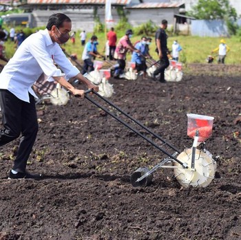 Begini Gaya Jokowi Tanam Benih Jagung di Sorong