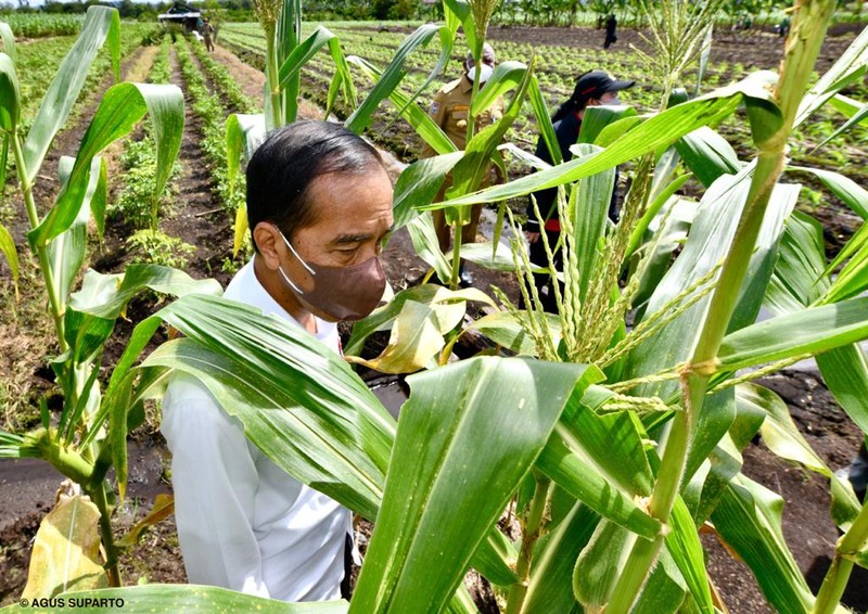 Presiden Jokowi berada di lokasi Tani Maju Makmur, Jln. Rajawali, Keluarahan Klamalu, Kecamatan Aimas, Kabupaten Sorong Papua Barat untuk melakukan penanaman benih jagung didampingi oleh Petani. Senin (4/10/2021). (Setpres-Agus Suparto) Presiden Jokowi berada di lokasi Tani Maju Makmur, Jln. Rajawali, Keluarahan Klamalu, Kecamatan Aimas, Kabupaten Sorong Papua Barat untuk melakukan penanaman benih jagung didampingi oleh Petani. Senin (4/10/2021). (Setpres-Agus Suparto)