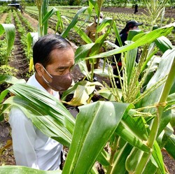 Siap-Siap Harga Jagung Hingga Gabah Mau Naik Jadi Segini