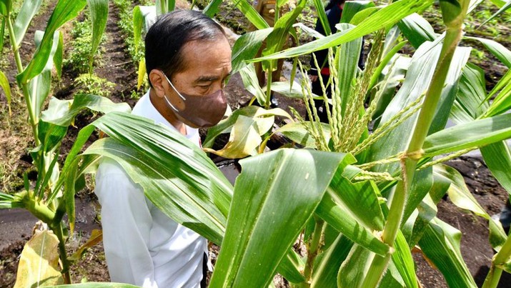 Presiden Jokowi berada di lokasi Tani Maju Makmur, Jln. Rajawali, Keluarahan Klamalu, Kecamatan Aimas, Kabupaten Sorong Papua Barat untuk melakukan penanaman benih jagung didampingi oleh Petani. Senin (4/10/2021). (Setpres-Agus Suparto)