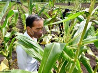 Was-was Pangan Langka, Jokowi: Tanam Padi & Jagung Sekarang!