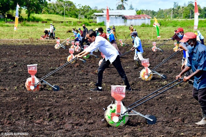 Presiden Jokowi berada di lokasi Tani Maju Makmur, Jln. Rajawali, Keluarahan Klamalu, Kecamatan Aimas, Kabupaten Sorong Papua Barat untuk melakukan penanaman benih jagung didampingi oleh Petani. Senin (4/10/2021). (Setpres-Agus Suparto)
