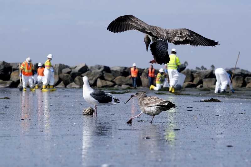 California Oil Spill People play on the sand in the background as workers in protective suits clean the contaminated beach after an oil spill in Newport Beach, Calif., on Wednesday, Oct. 6, 2021. A major oil spill off the coast of Southern California fouled popular beaches and killed wildlife while crews scrambled Sunday, to contain the crude before it spread further into protected wetlands. (AP Photo/Ringo H.W. Chiu)