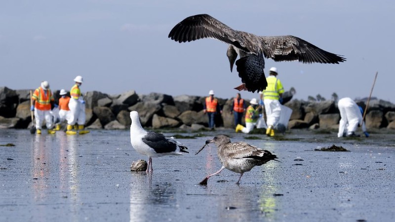 People play on the sand in the background as workers in protective suits clean the contaminated beach after an oil spill in Newport Beach, Calif., on Wednesday, Oct. 6, 2021. A major oil spill off the coast of Southern California fouled popular beaches and killed wildlife while crews scrambled Sunday, to contain the crude before it spread further into protected wetlands. (AP Photo/Ringo H.W. Chiu)