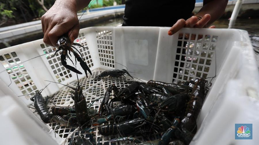 Petani lobster air tawar menunjukkan lobster siap jual di tempat budidaya lobster air tawar BFC Mini Farm di kawasan Ciputat, Tangerang Selatan, Kamis (7/8/2021). (CNBC Indonesia/Andrean Kristianto)