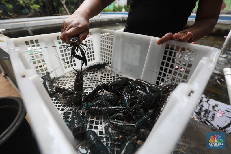 Petani lobster air tawar menunjukkan lobster siap jual di tempat budidaya lobster air tawar BFC Mini Farm di kawasan Ciputat, Tangerang Selatan, Kamis (7/8/2021). (CNBC Indonesia/Andrean Kristianto)