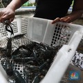 KKP Kebut Aturan Pemanfaatan Benih Lobster, Ini Poin Pentingnya
