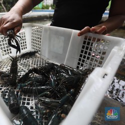 KKP Kebut Aturan Pemanfaatan Benih Lobster, Ini Poin Pentingnya