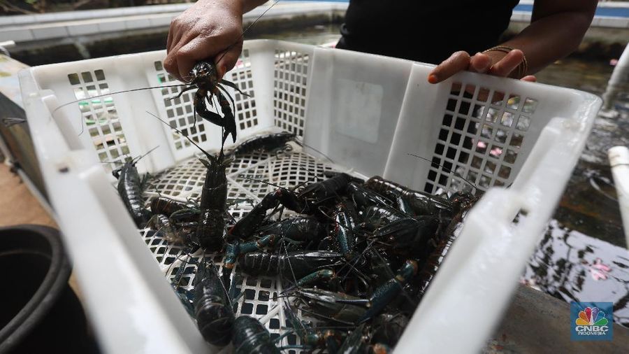 Petani lobster air tawar menunjukkan lobster siap jual di tempat budidaya lobster air tawar BFC Mini Farm di kawasan Ciputat, Tangerang Selatan, Kamis (7/8/2021). (CNBC Indonesia/Andrean Kristianto)