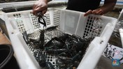 Potret Budidaya Lobster Air Tawar yang Raup Cuan Saat Pandemi