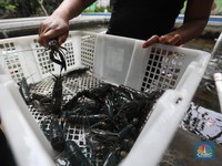 KKP Kebut Aturan Pemanfaatan Benih Lobster, Ini Poin Pentingnya