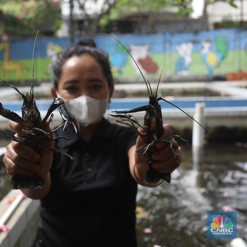 Potret Budidaya Lobster Air Tawar yang Raup Cuan Saat Pandemi