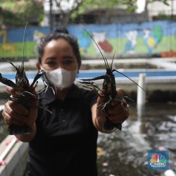 Potret Budidaya Lobster Air Tawar yang Raup Cuan Saat Pandemi