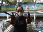 Potret Budidaya Lobster Air Tawar yang Raup Cuan Saat Pandemi