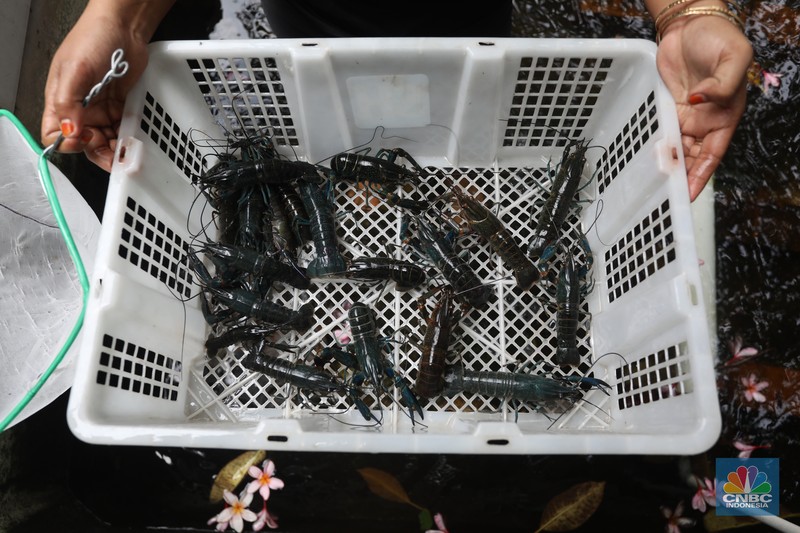 Petani lobster air tawar menunjukkan lobster siap jual di tempat budidaya lobster air tawar BFC Mini Farm di kawasan Ciputat, Tangerang Selatan, Kamis (7/8/2021). (CNBC Indonesia/Andrean Kristianto) Petani lobster air tawar menunjukkan lobster siap jual di tempat budidaya lobster air tawar BFC Mini Farm di kawasan Ciputat, Tangerang Selatan, Kamis (7/8/2021). (CNBC Indonesia/Andrean Kristianto)