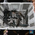 Kisah Sukses Vietnam Budidaya Lobster dari Benih 'Ilegal'
